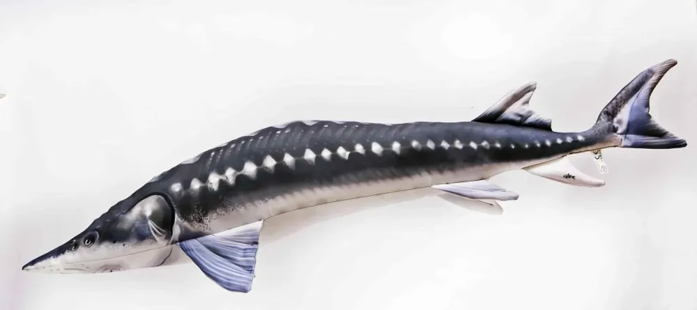 Ihned K Objednání GABY polštářek Jesetr mini 36cm