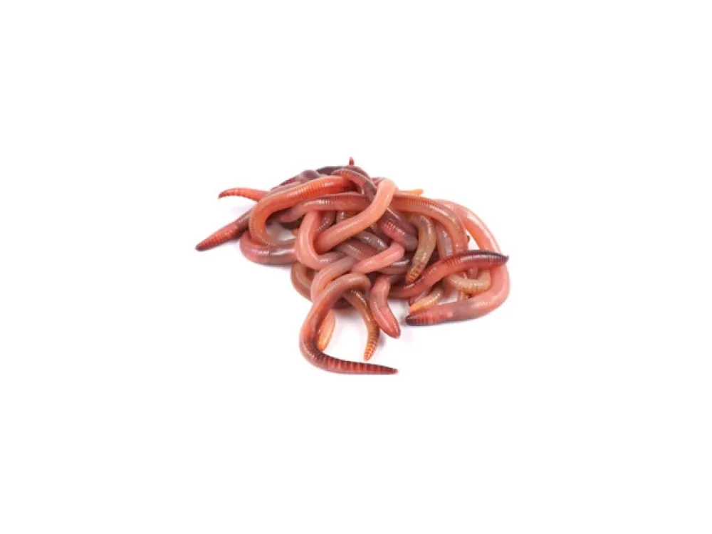 Aktuální Žížaly na ryby - dendrobeny